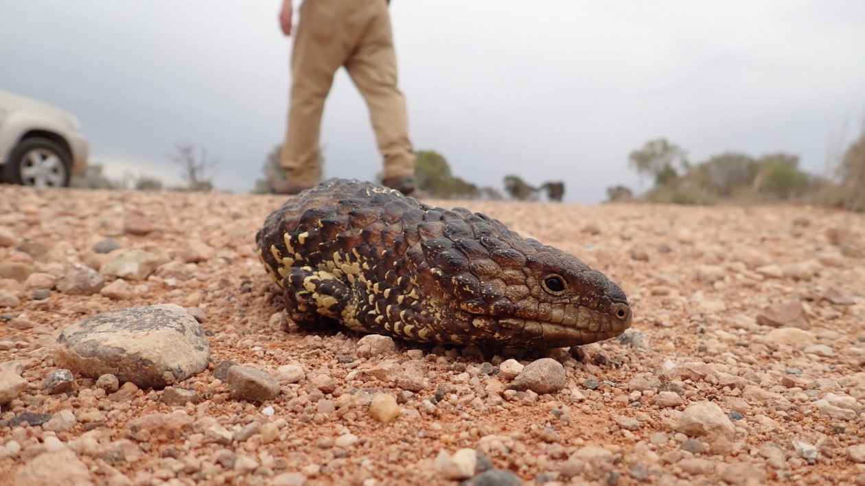 lizard on road with legs and car in backgorund