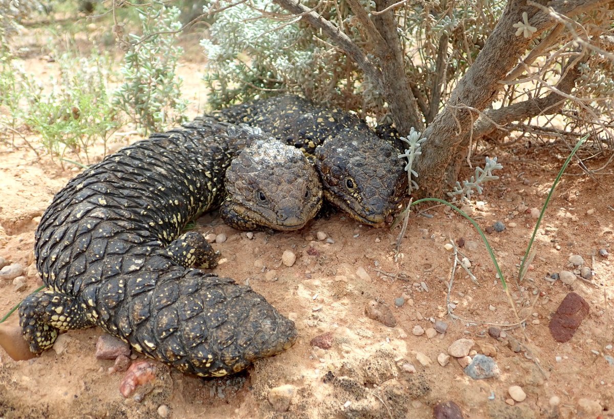 two lizards close together under a bush