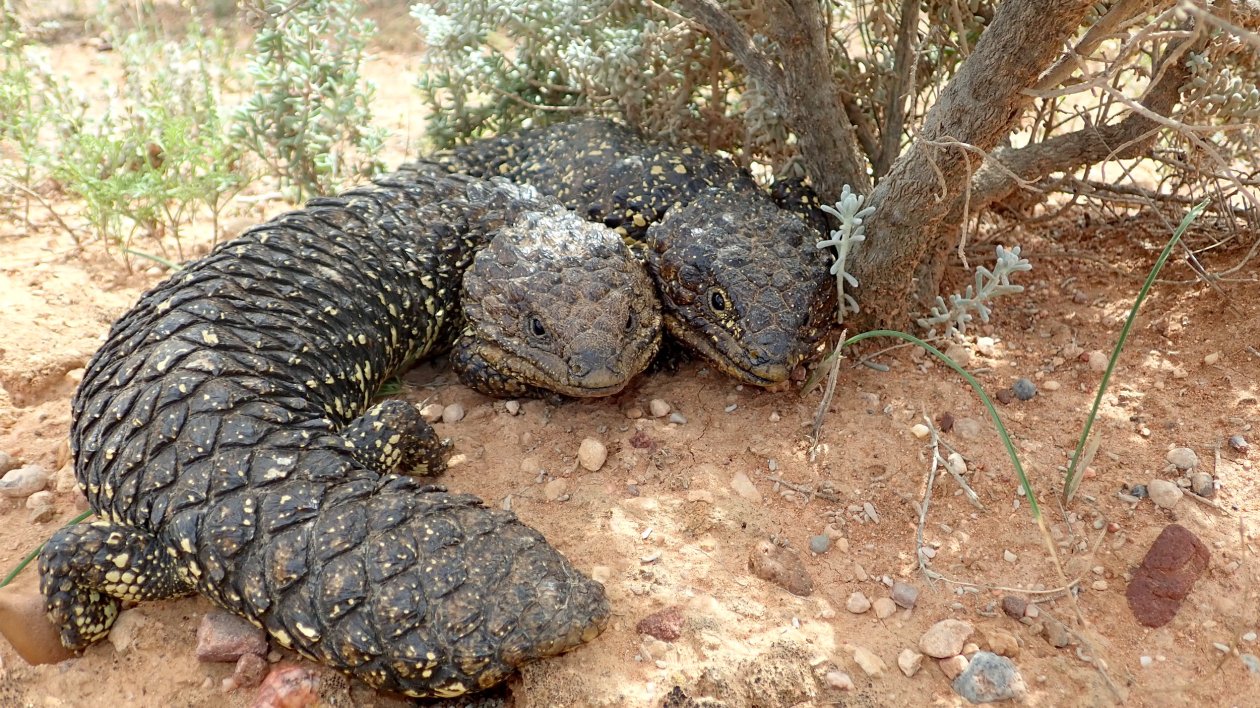 two lizards close together under a bush