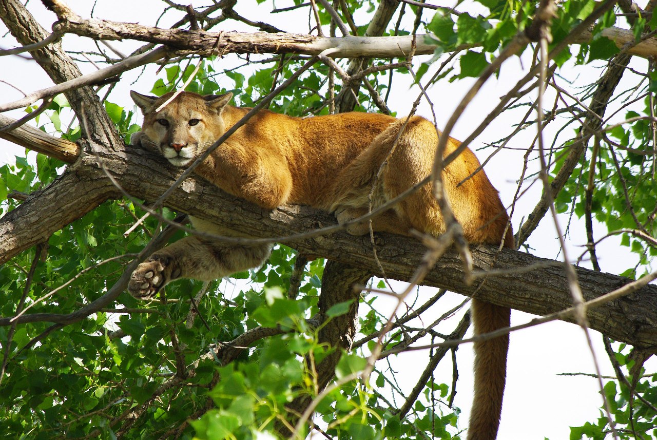 mountain lion on a tree branch