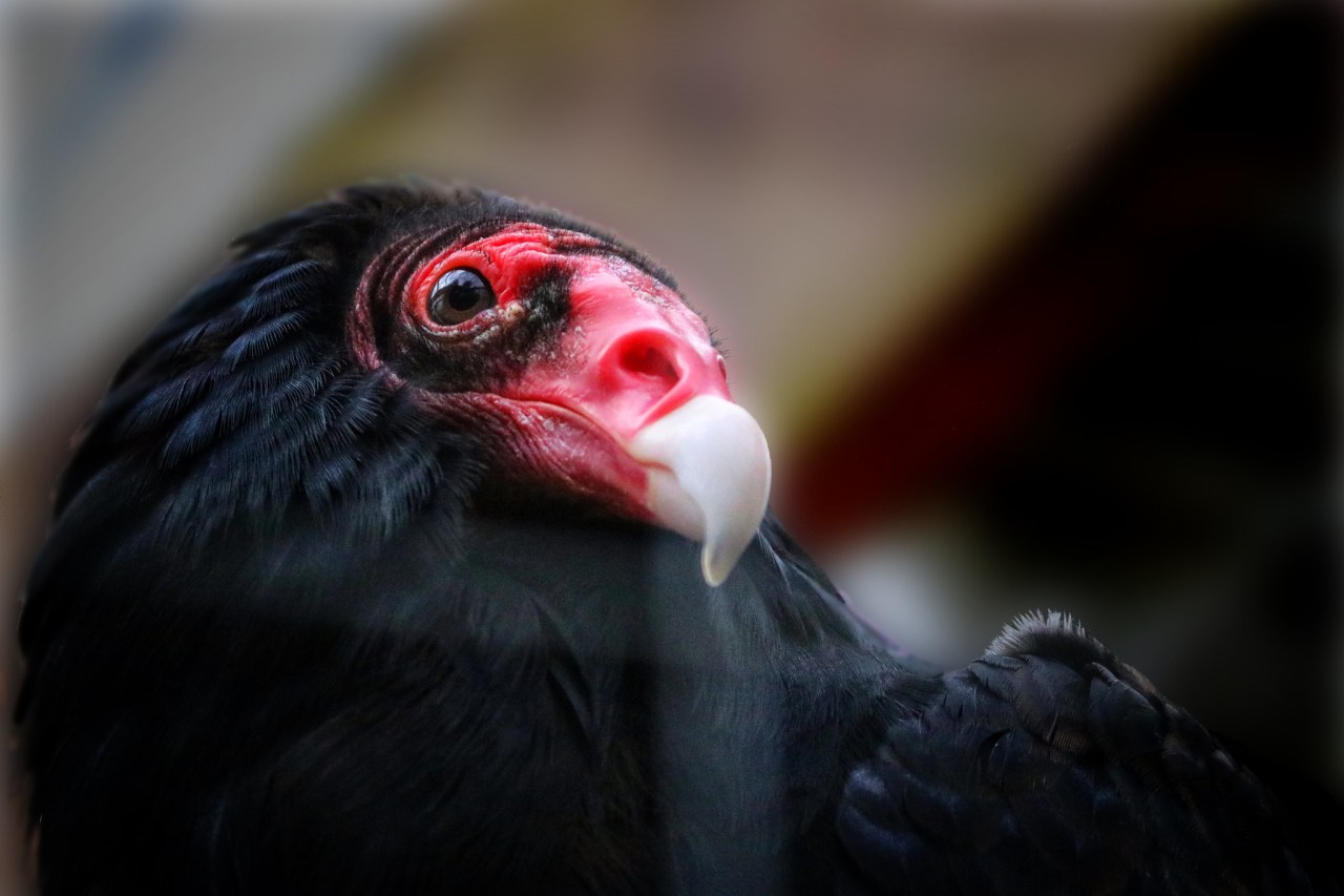 close up of turkey vulture face and head
