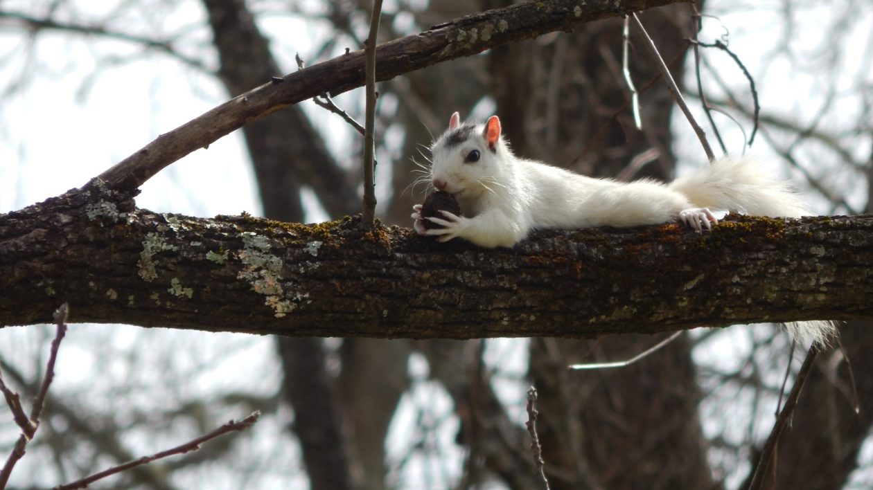 whote squirrel on a tree branch