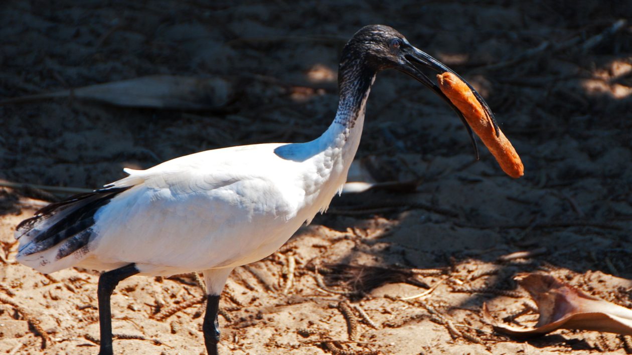 white bird with black head holding a sausage in its beak