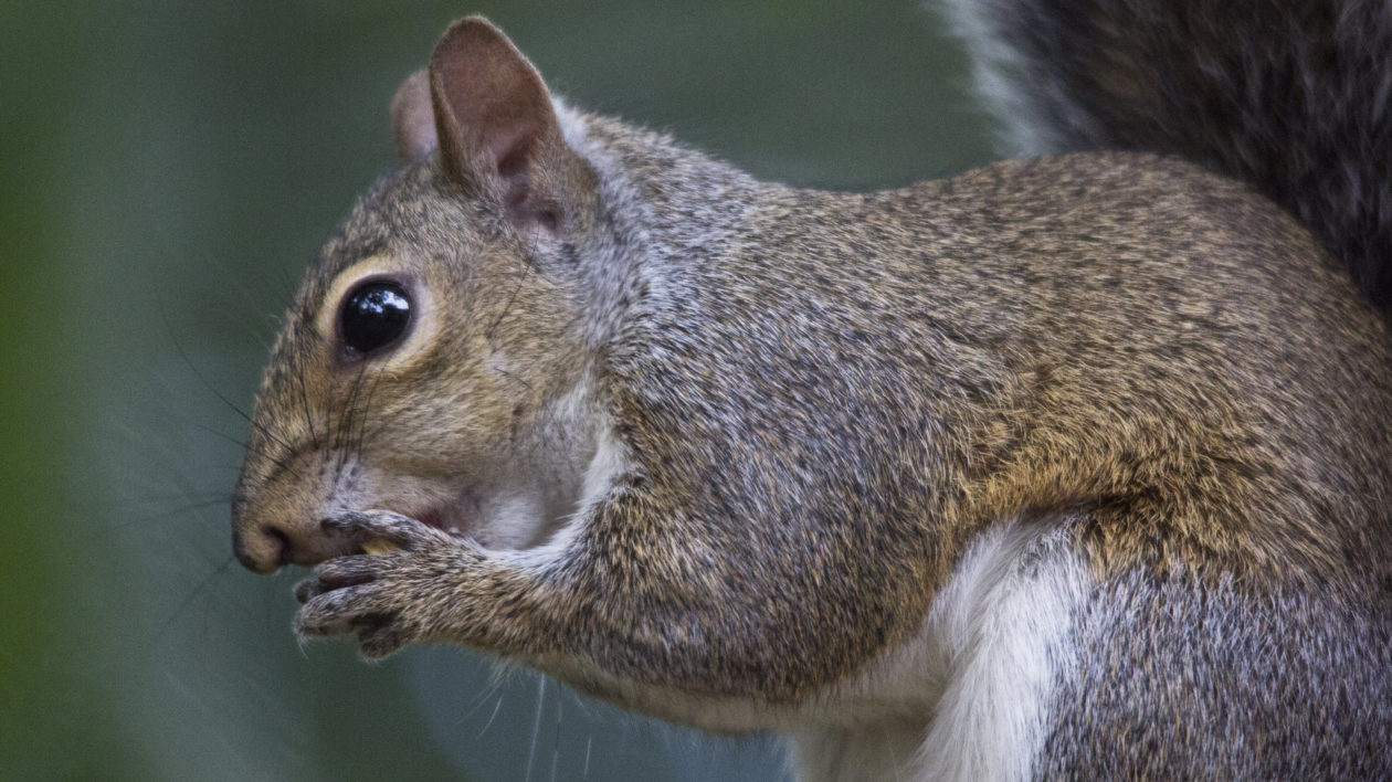 close up of squirrel eating