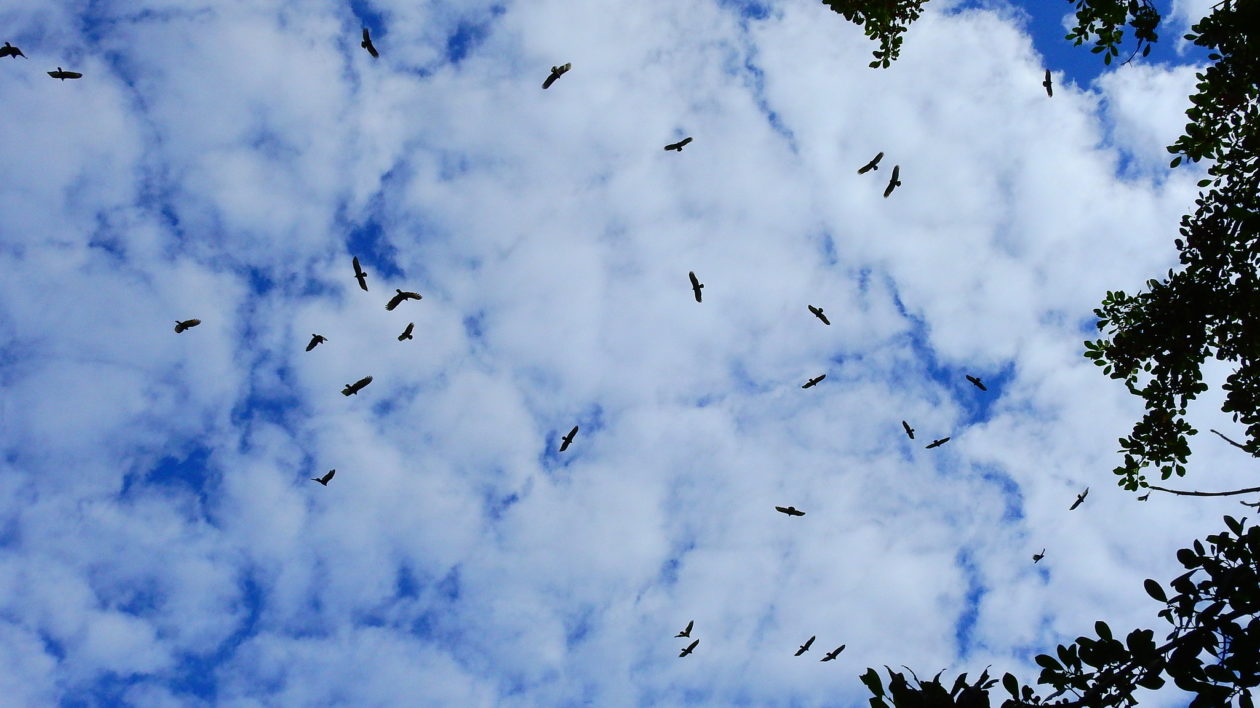 blue sky with clouds and soaring birds
