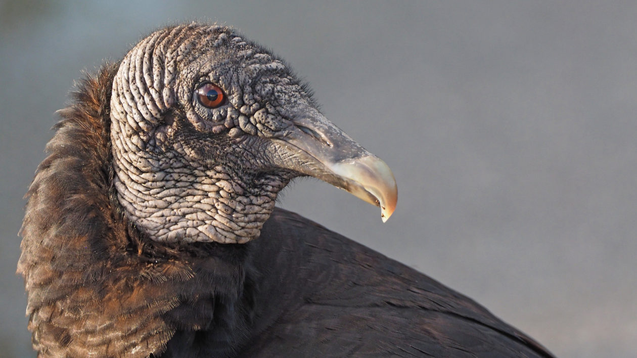 close up of head and neck of black vulture