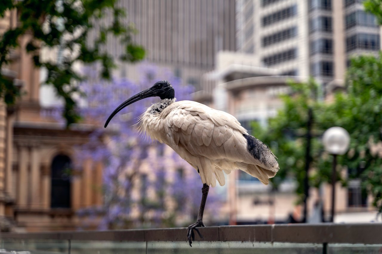 bird with city behind it