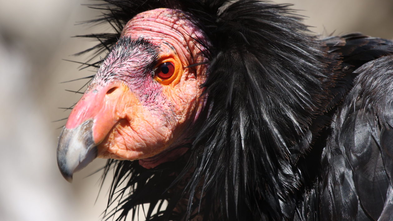 close up of birdss head showing bald skin and deathers