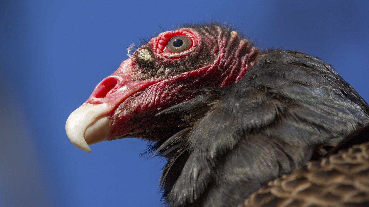 close up of vulture face and beak