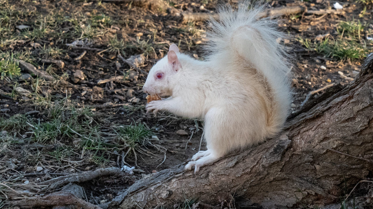 albino squirrel on the ground eating a nut