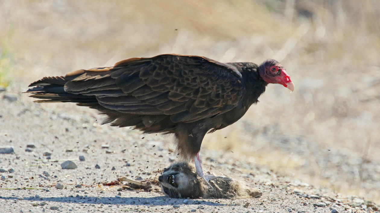 large bird on ground feeding