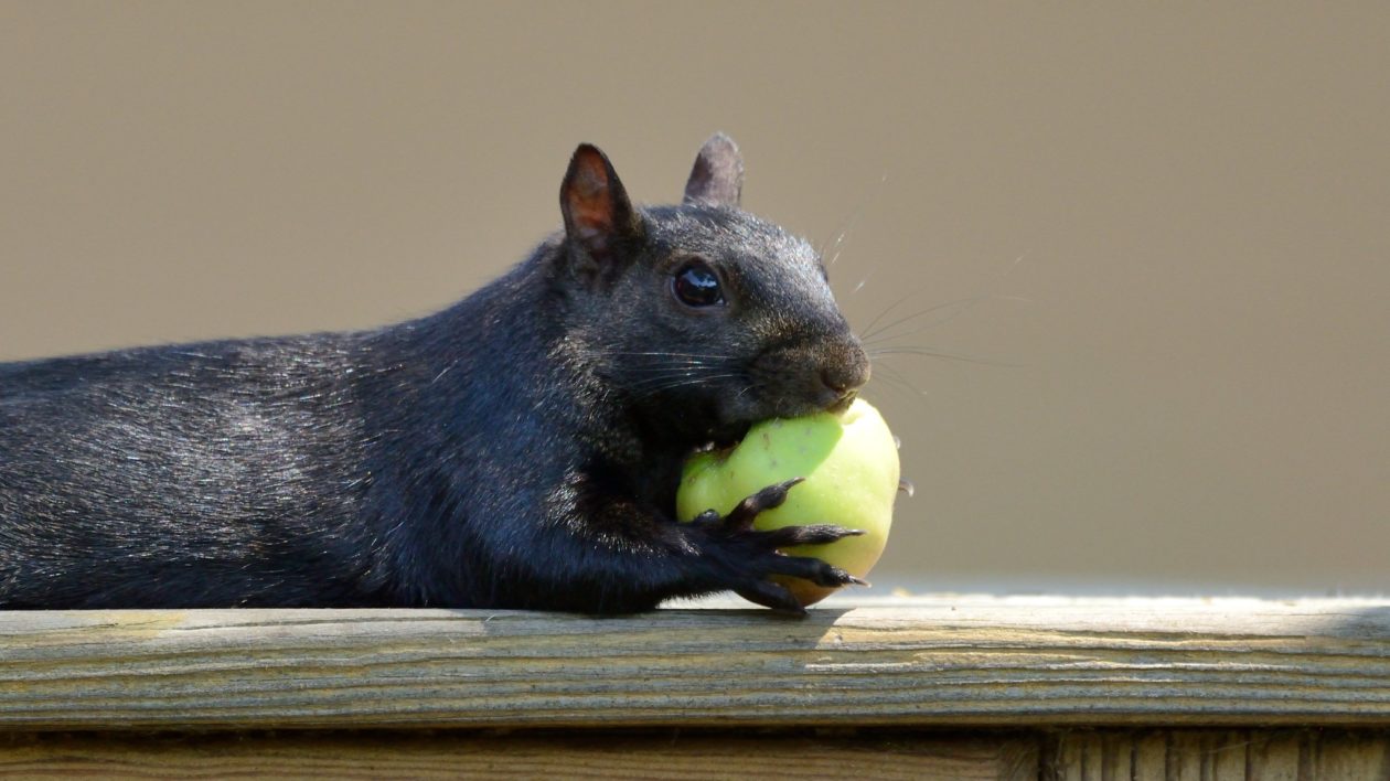 squirrel on a fence eating green object