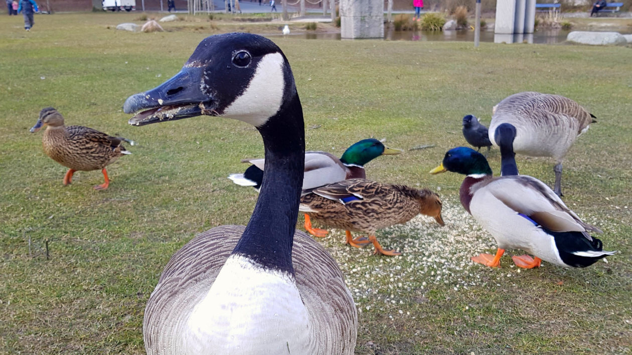 large bird close to camera with ducks feeding on ground behind it