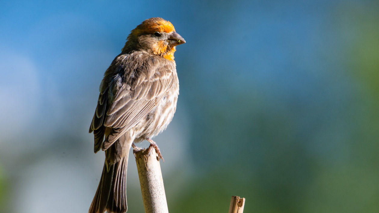 brown streaky bird with orange face