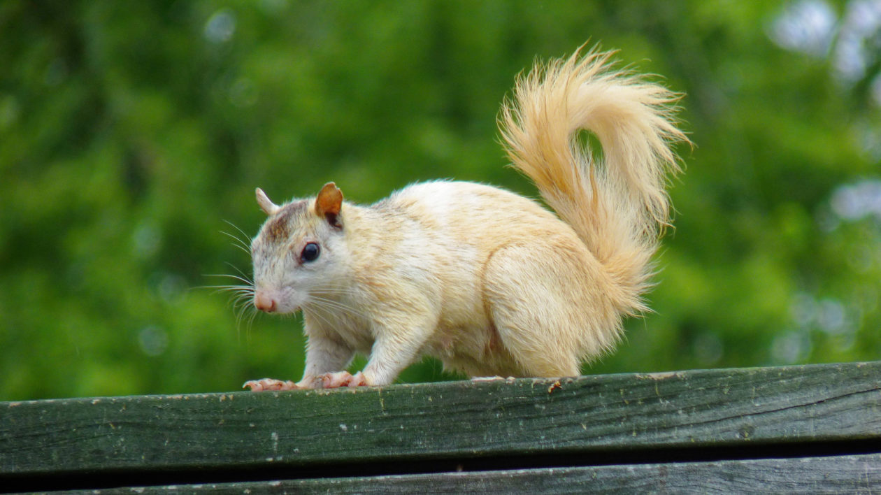 whate squirrel against a green background