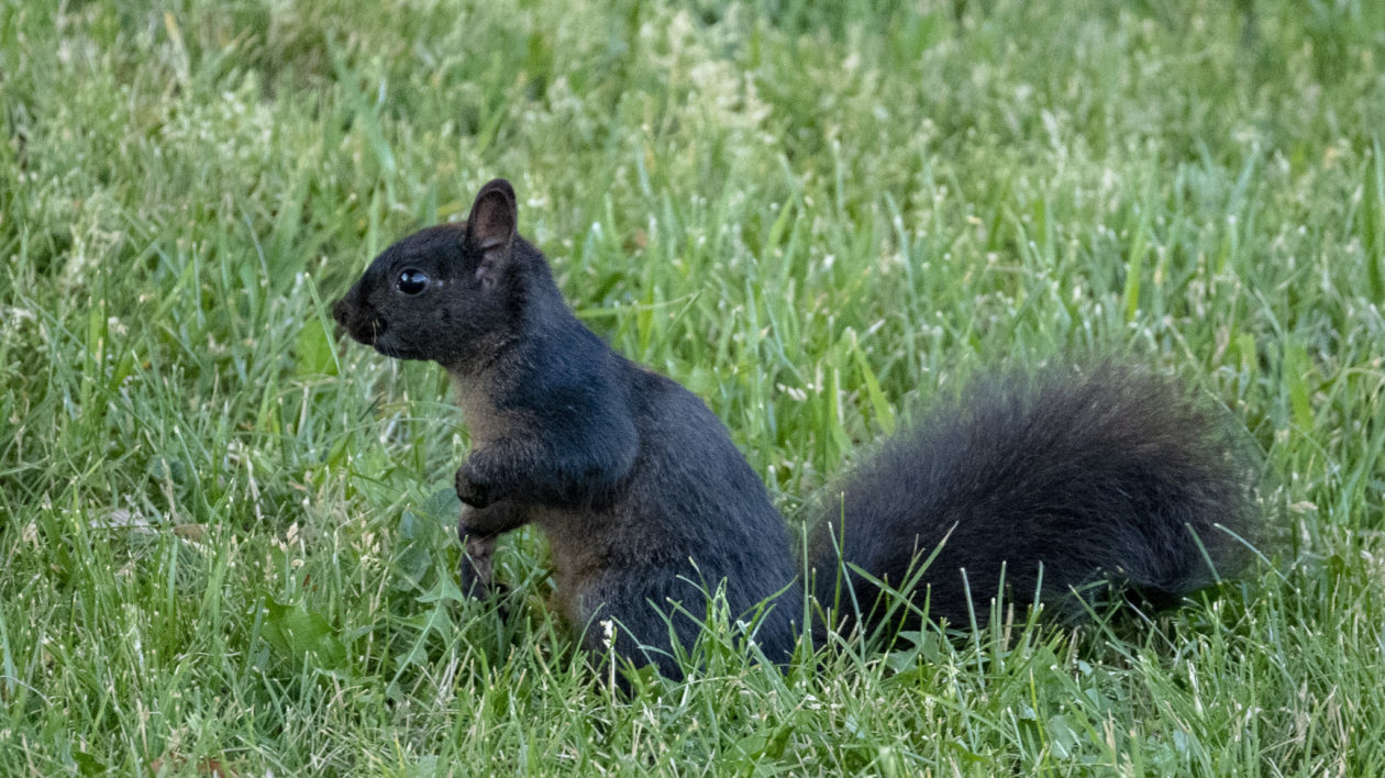 blck squirrel on green grass