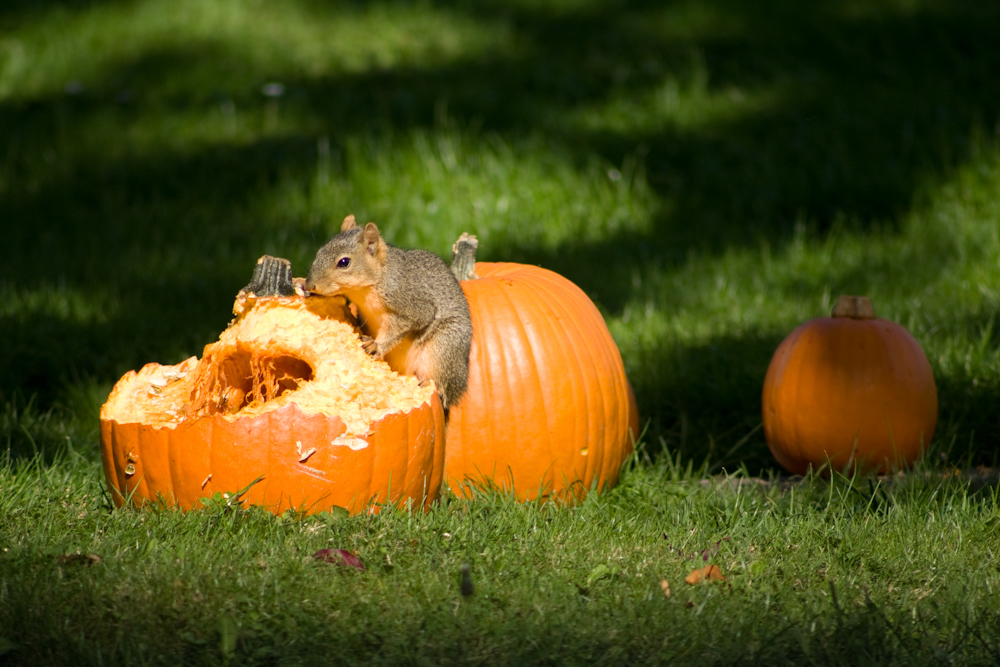 Pumpkins for Wildlife From Backyard to the Zoo