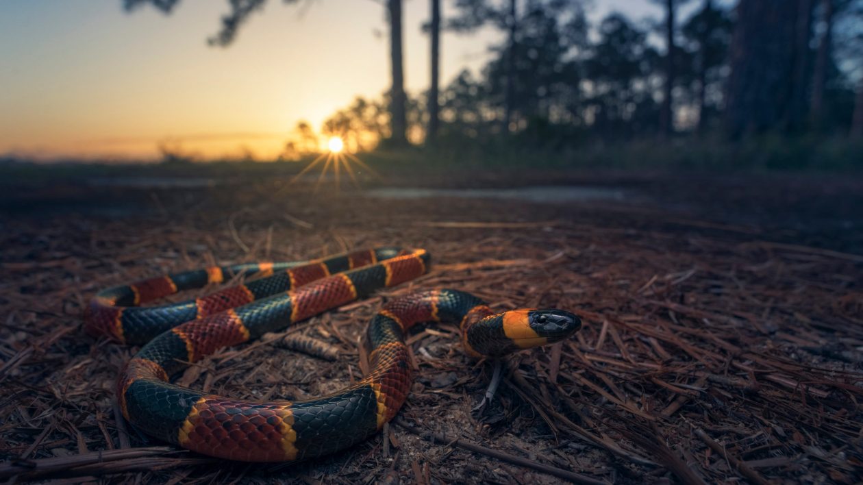black yellow and red snake on the ground with a sunset in background