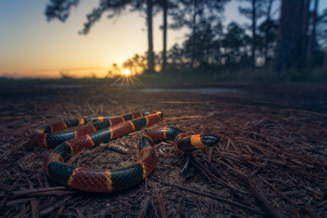 black yellow and red snake on the ground with a sunset in background