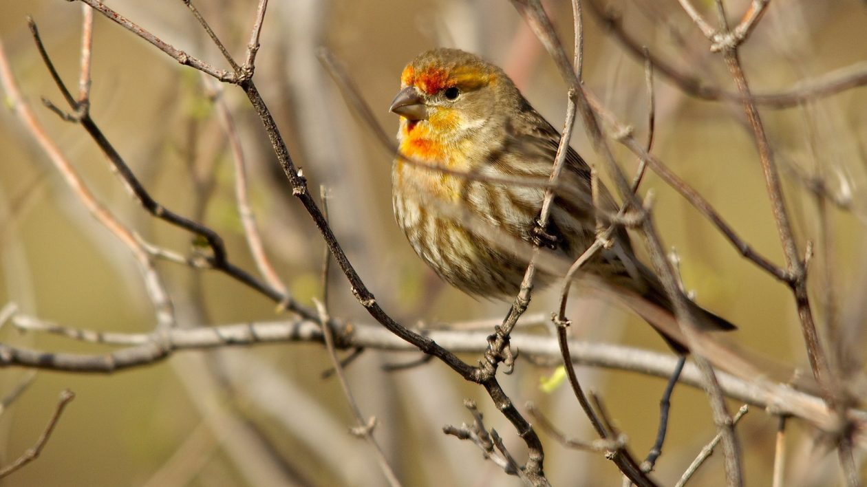 brown and orange bird in a bush