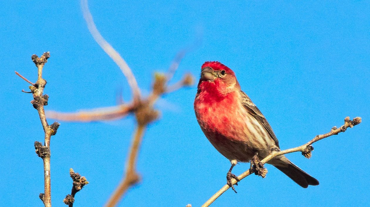 bird on a branch with a dark red breast and head