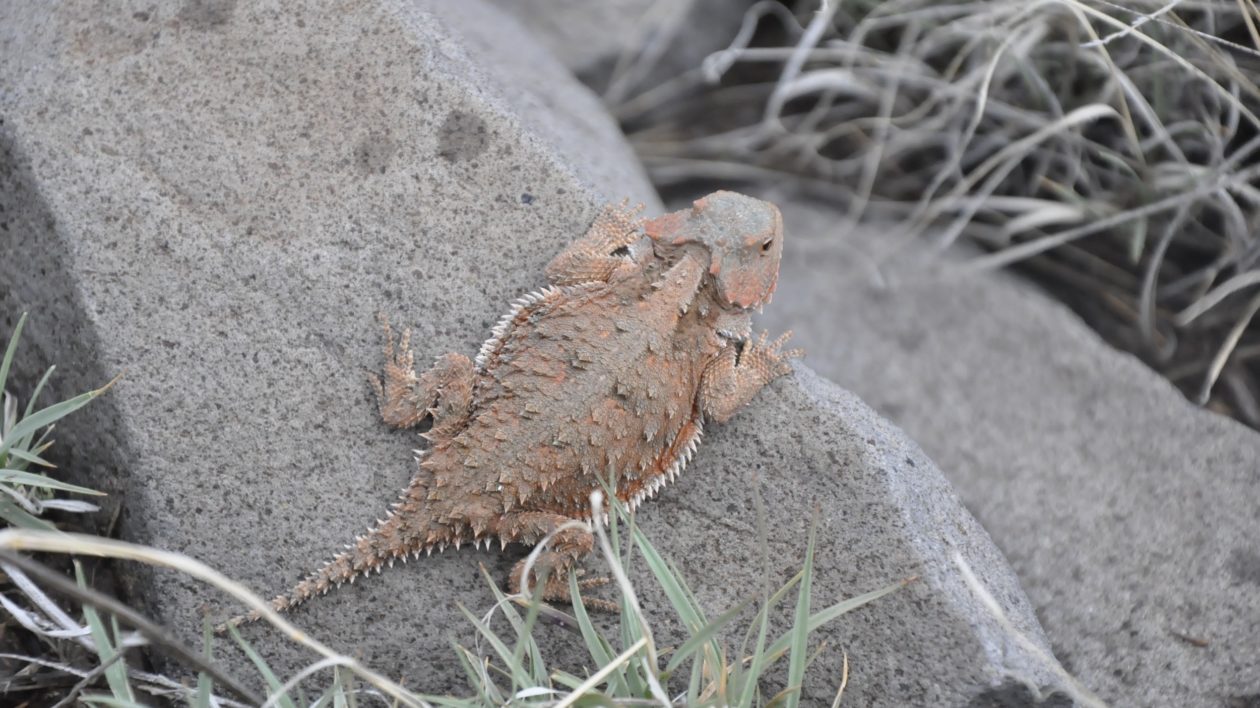 squat brown lizard clinging to a rock