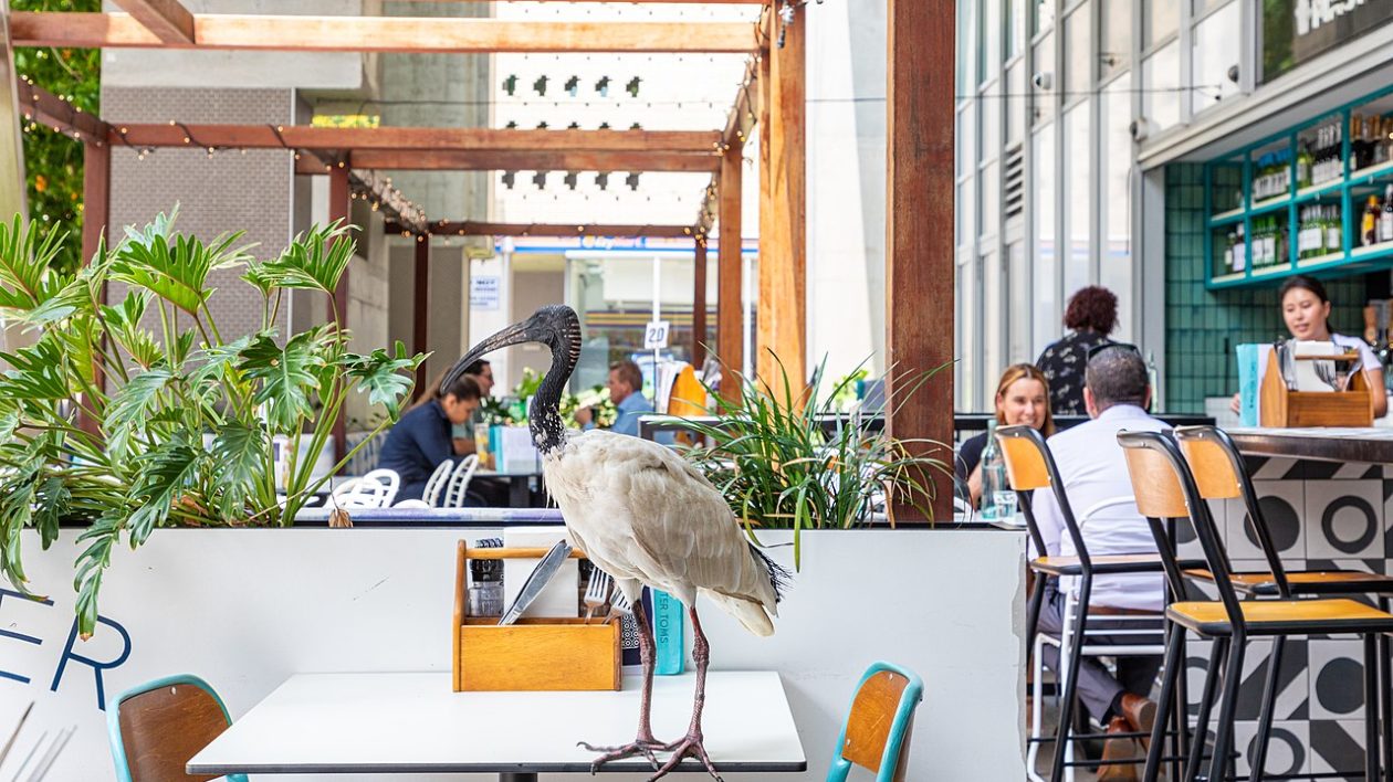 white bird with black head on a cafe table