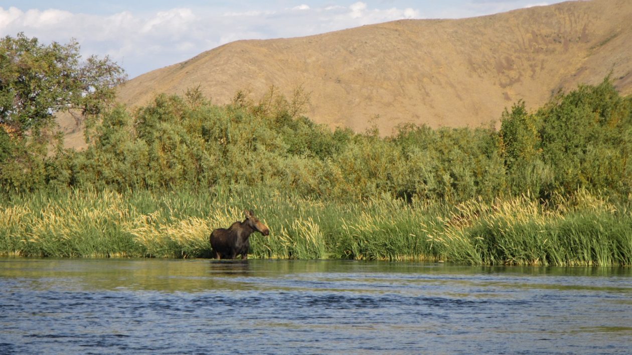 mountains, vegetation, and a creek with a moose at the water's edge