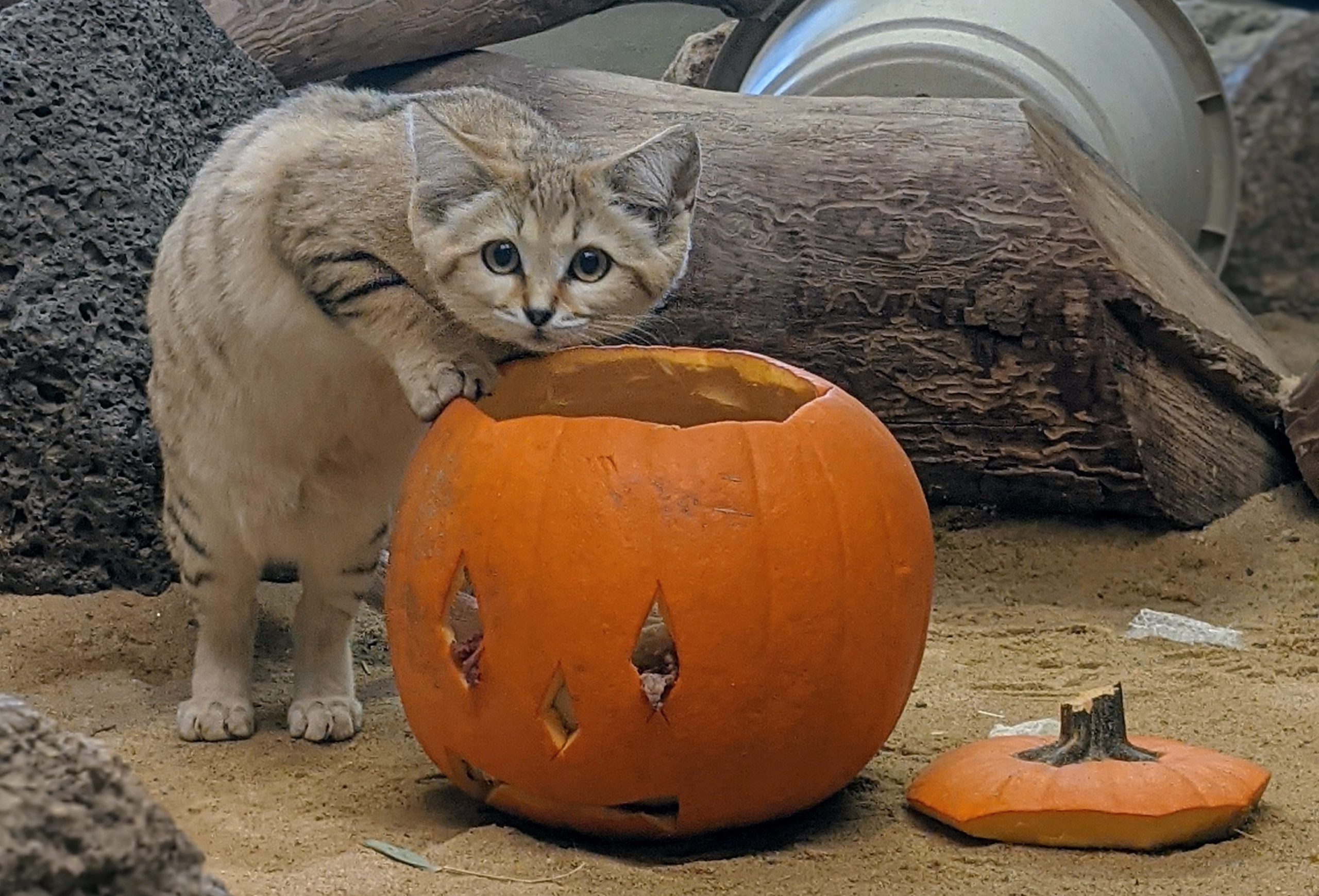 Pumpkins for Wildlife: From Backyard to the Zoo