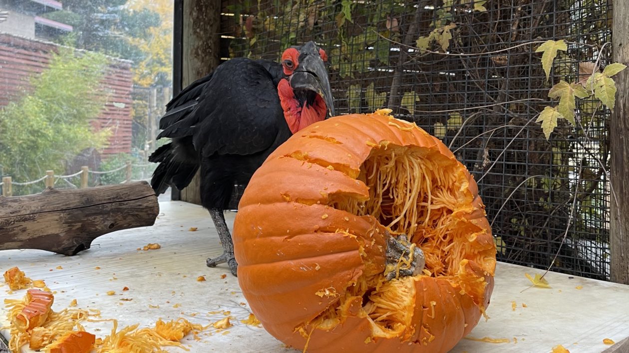 Pumpkins for Wildlife: From Backyard to the Zoo