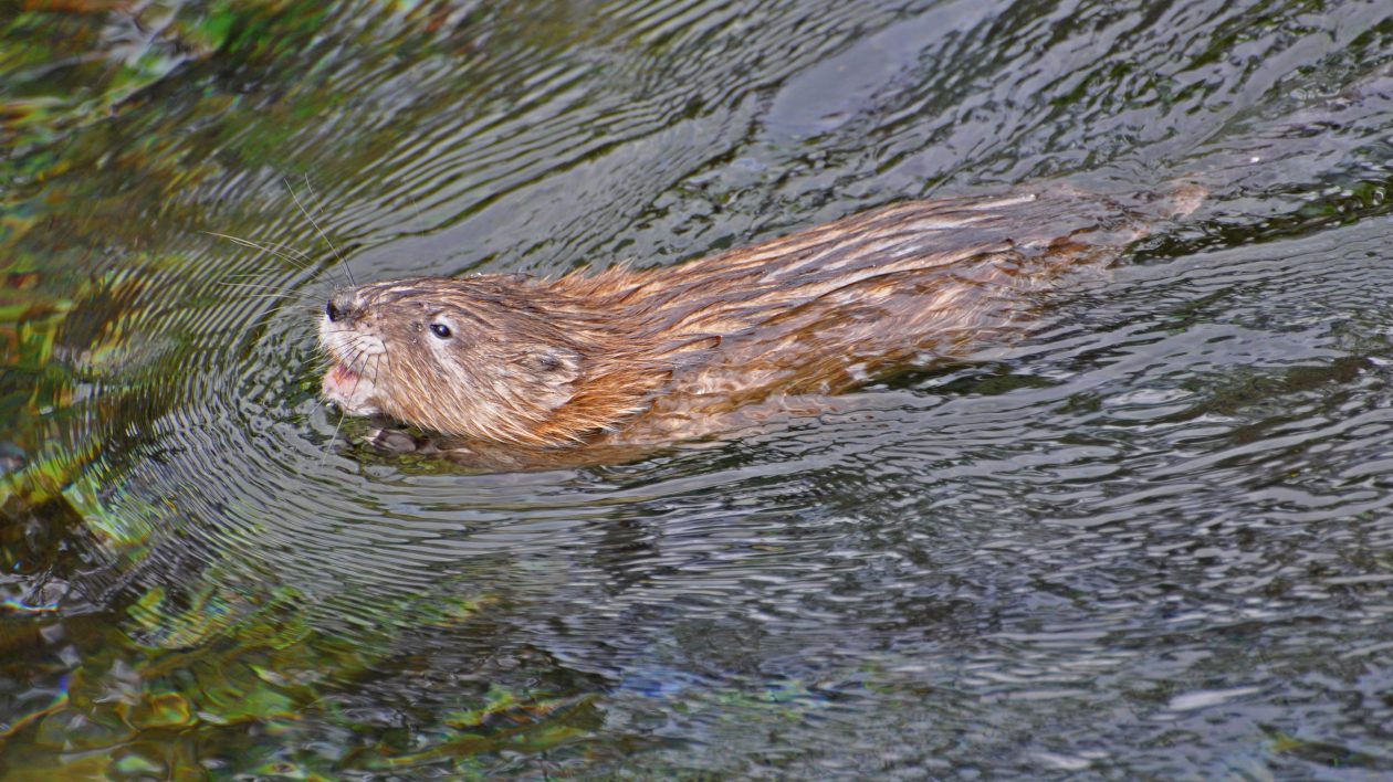 brown furrry mammal swimming