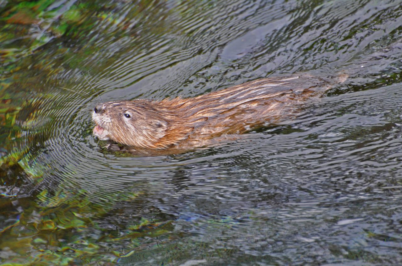 brown furrry mammal swimming