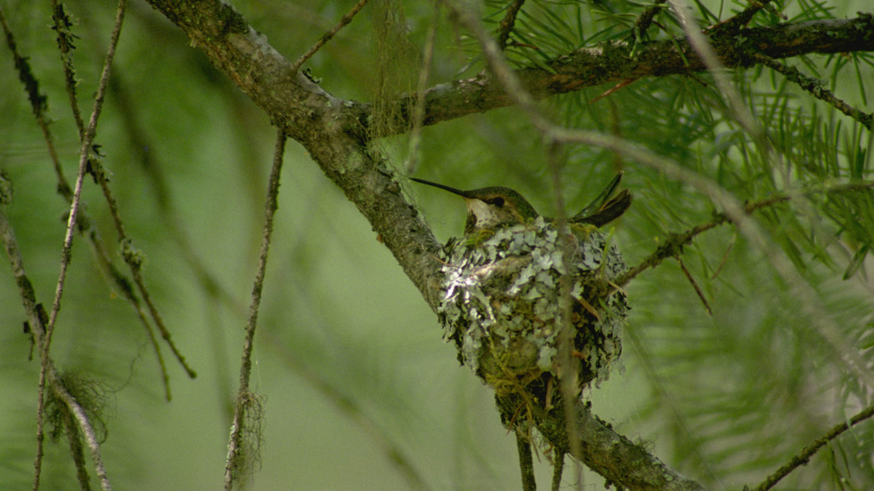 small nest with a bird in it on a tree branch