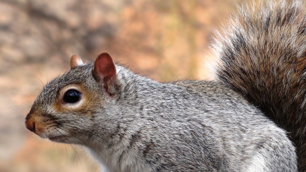 close up of gray squirrel 