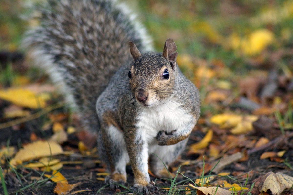 squirrel in leaves on the ground