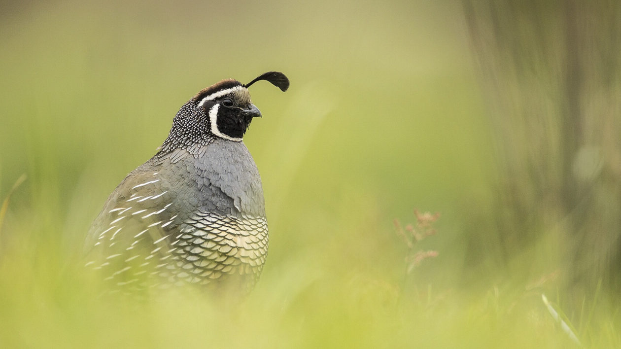 small bird with dangling head feather sits in grass