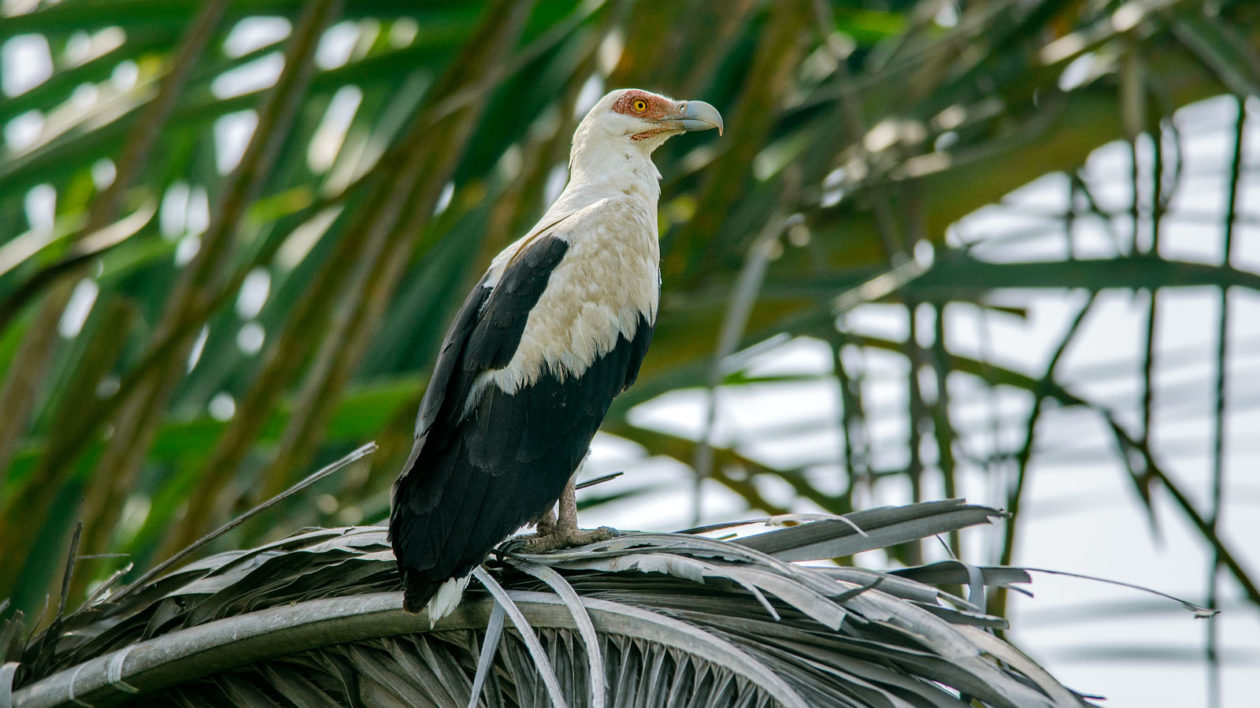 black and white bird on a palm frond