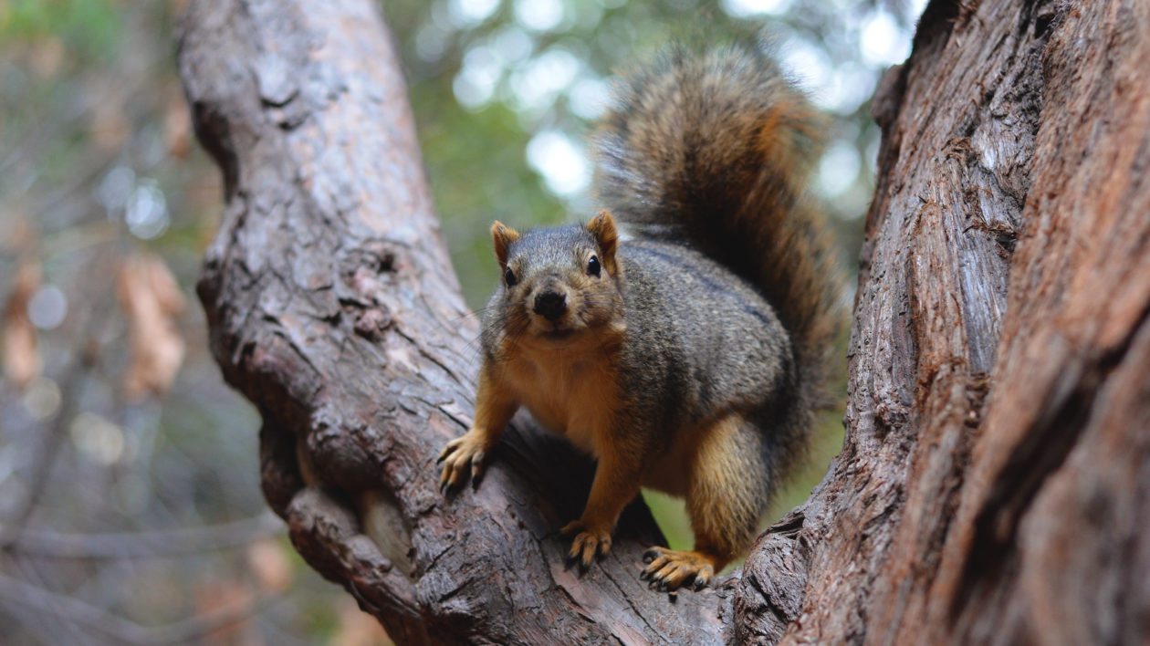 squirrel on a branch looking at the camera