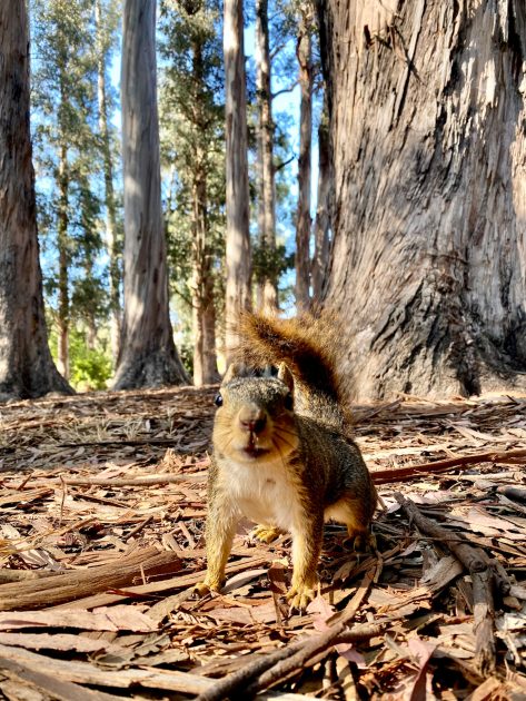 squirrel on the ground with trees behind