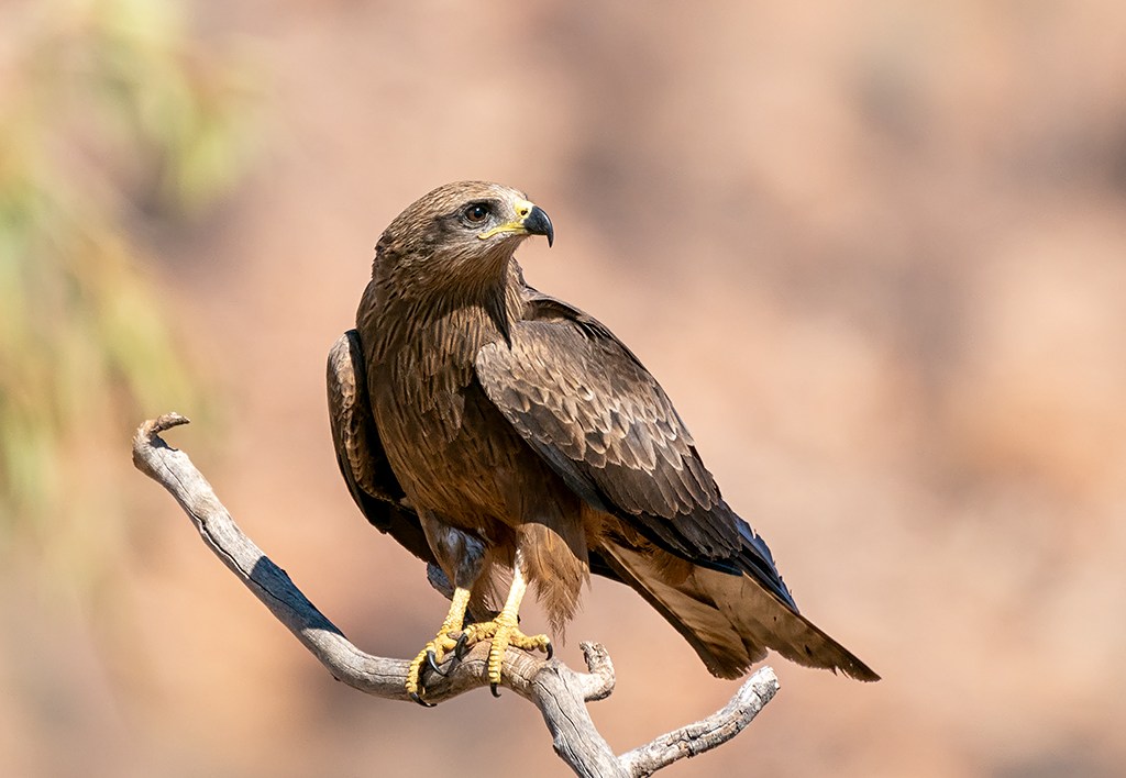 large brown raptor perched on a branch
