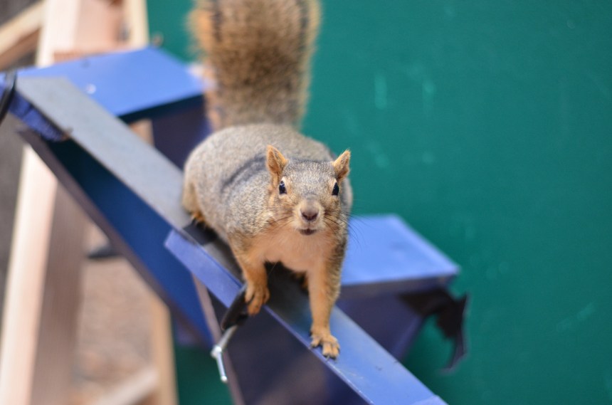 squirrel on a blue narrow beam looking at camera