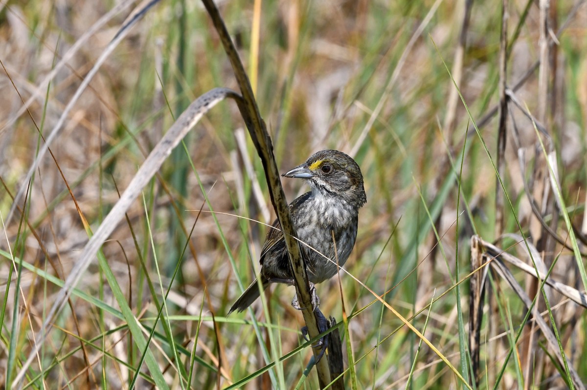 bird on a grass stem