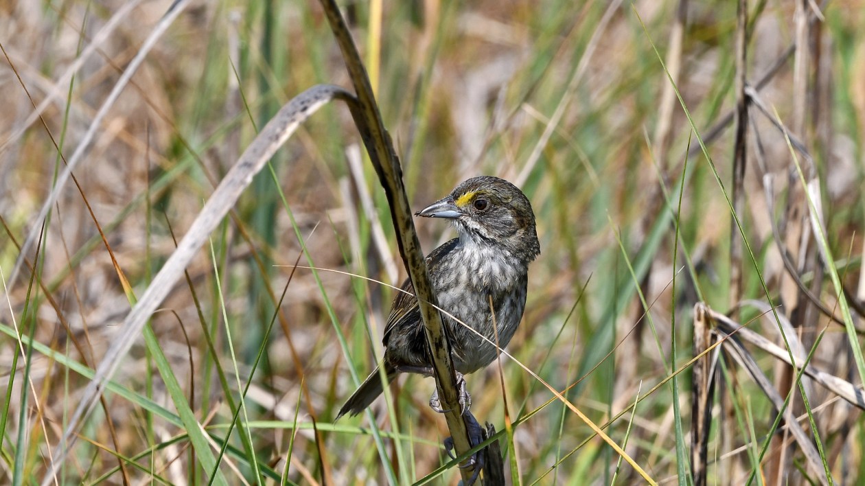 bird on a grass stem