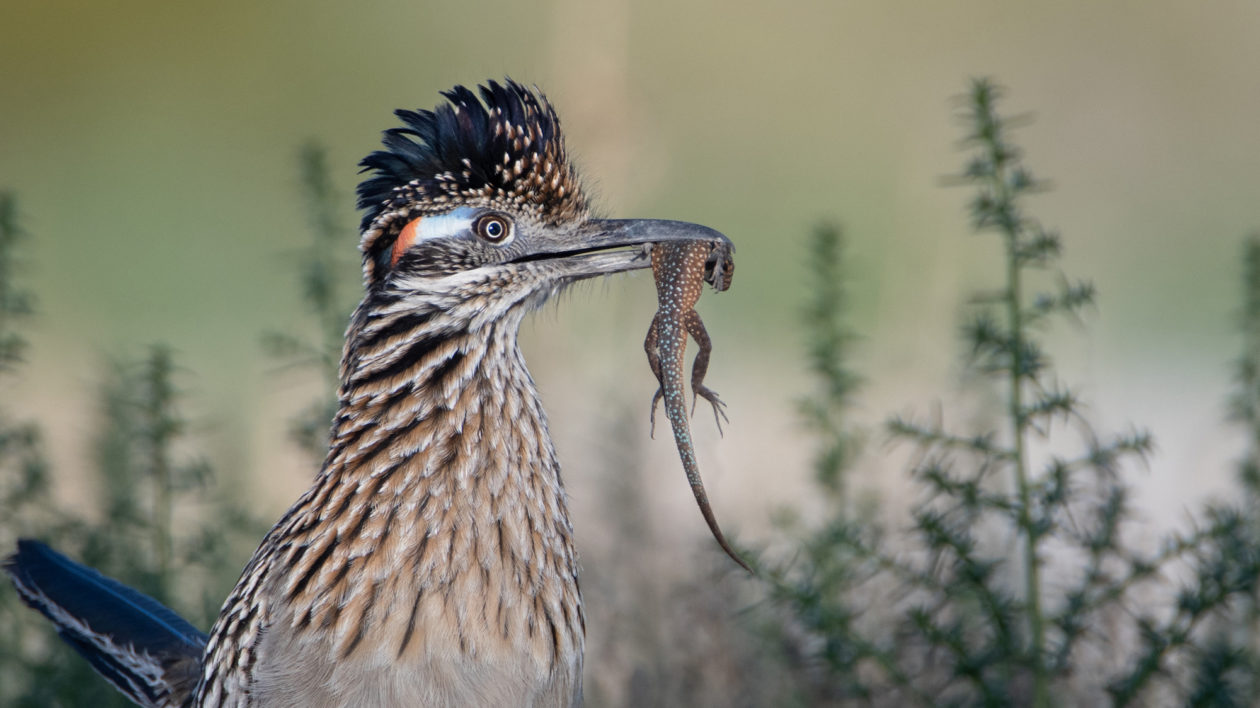 Wildlife Around Las Vegas, Greater Roadrunner (Geococcyx