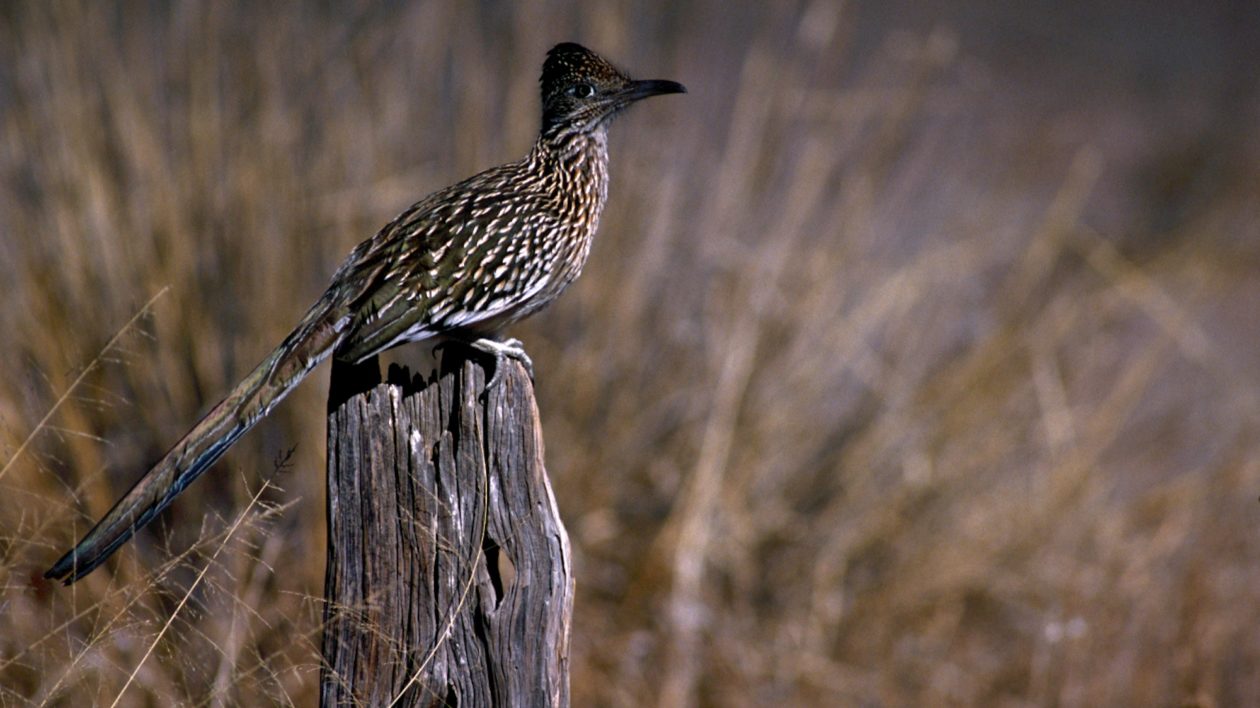 Red Cliffs Desert Reserve » Greater Roadrunner (Geococcyx californianus)