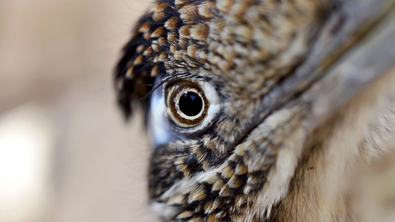 Red Cliffs Desert Reserve » Greater Roadrunner (Geococcyx californianus)