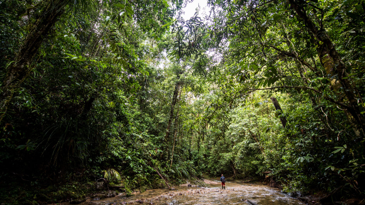 forest canopy over a stream with a man walking 