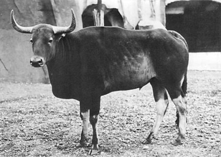 black and white photo of horned ungulate