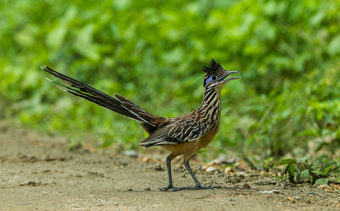 Wildlife Around Las Vegas, Greater Roadrunner (Geococcyx