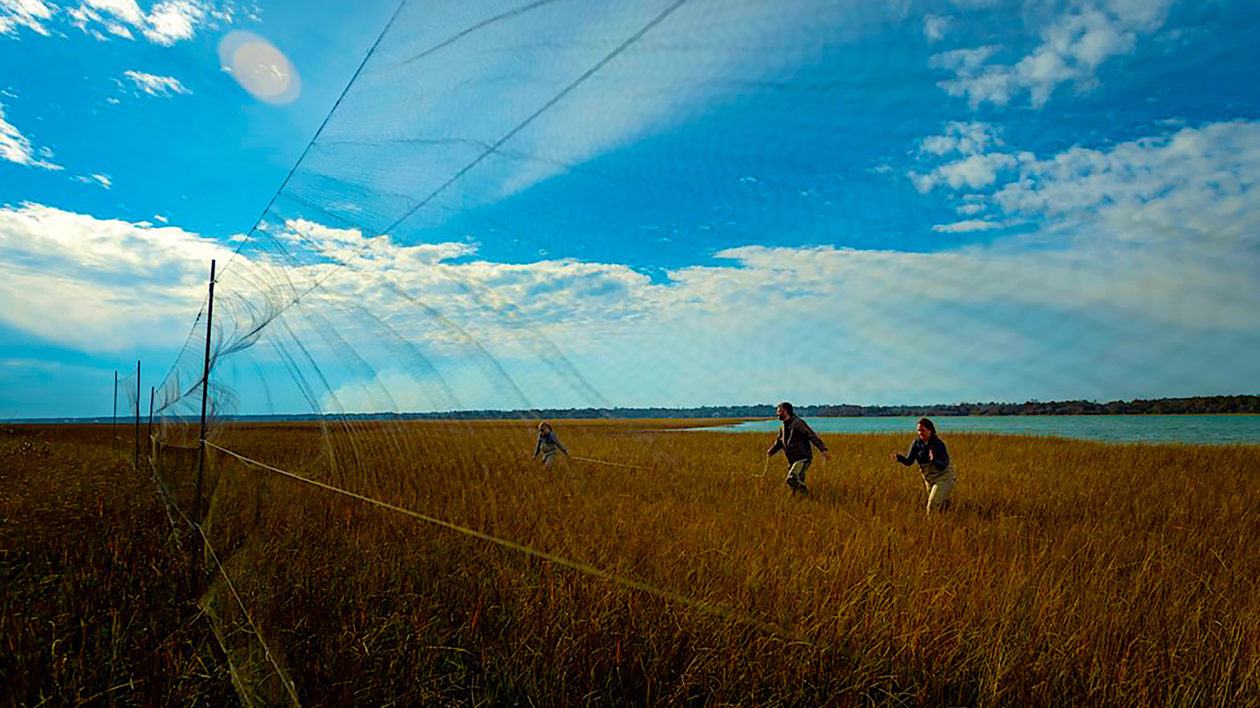 people walking across a marsh towards a net